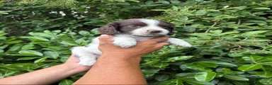 Sprocker 3