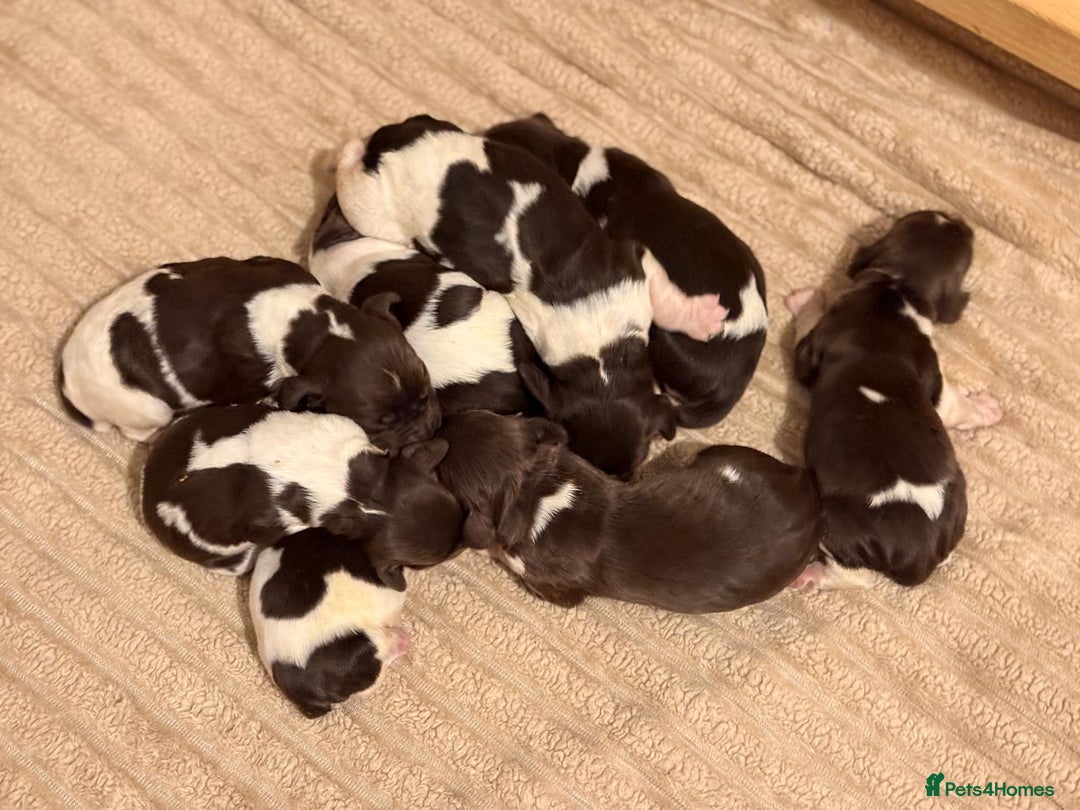 English Springer Spaniel dogs for sale: Traditional Kc Reg English Springer Spaniel Pups.. - Advert 6