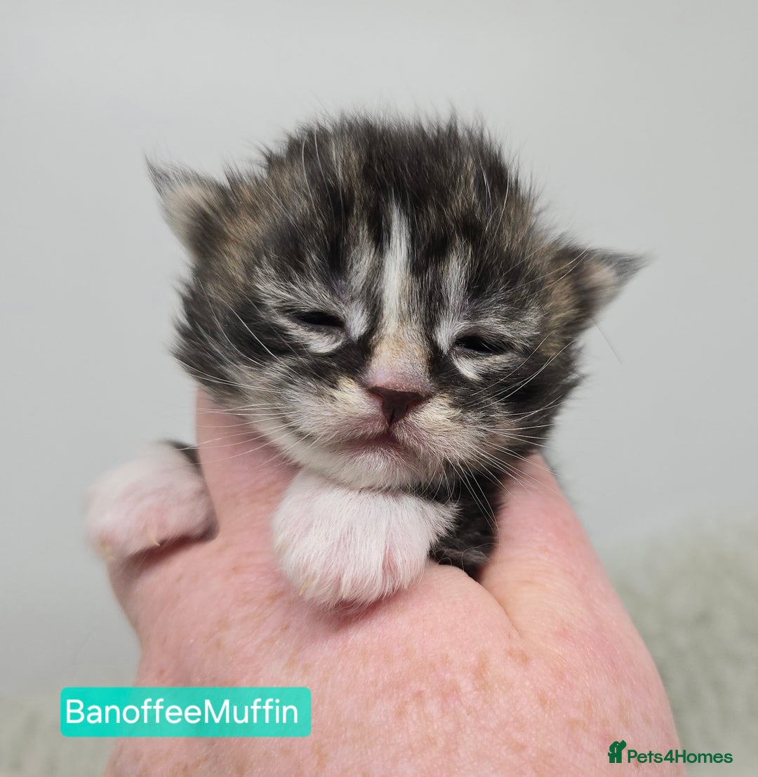 Maine Coon cats for sale: Maine Coon Kittens (Russian & Golden lines) - Advert 1