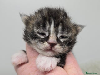 Maine Coon cats Maine Coon Kittens (Russian & Golden lines) - Advert 8