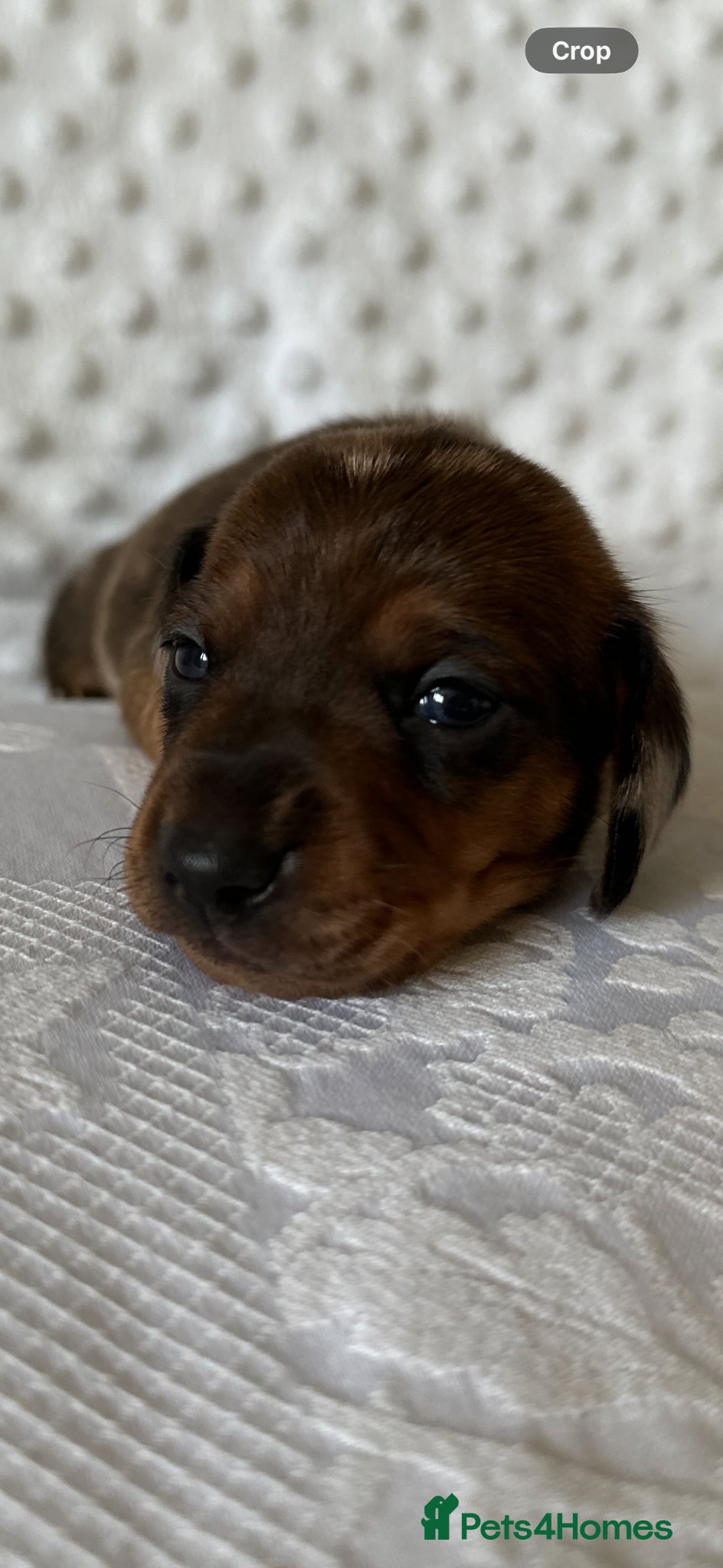 Miniature Dachshund dogs KC champion bloodline PRA clear minature dachshund - Advert 1