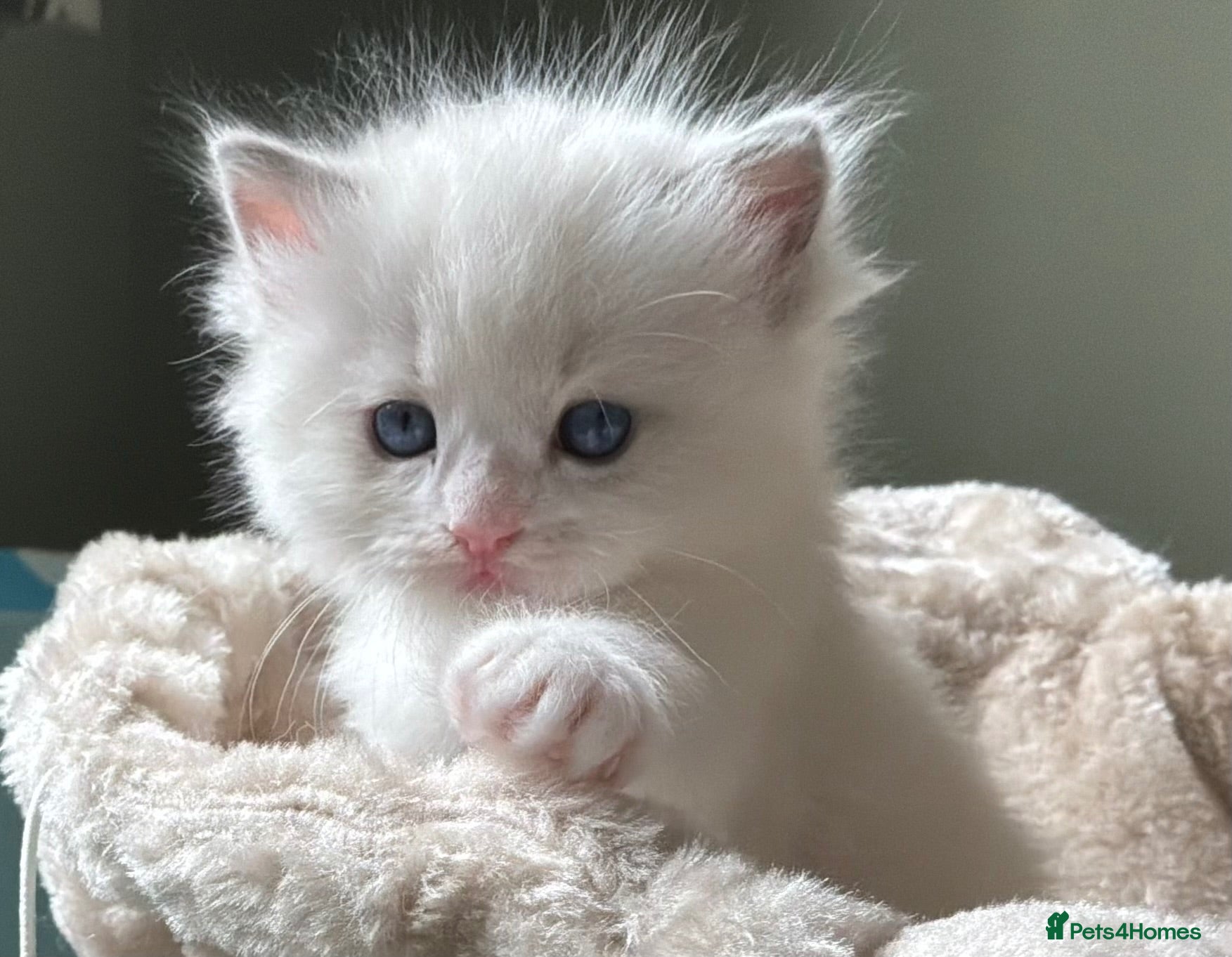 Ragdoll cats ***Huge Ragdoll Kittens*** - Advert 10