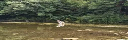 English Setter dogs for adoption: Cholo - Advert 5