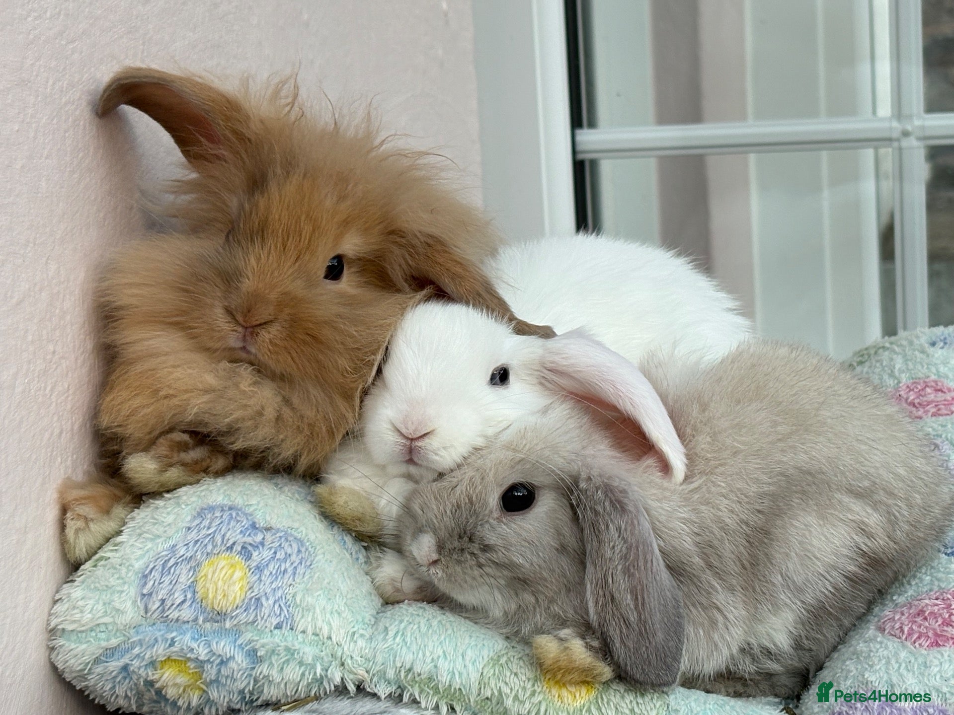 Mini Lop rabbits Mini lops-raised indoors-vaccinated  - Advert 2