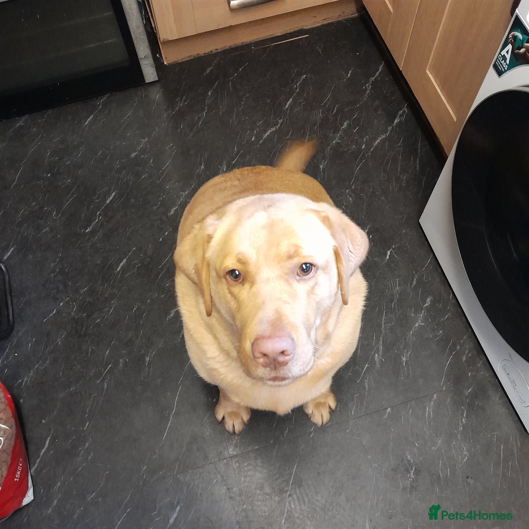 Labrador Retriever dogs for sale: Labrador  - Image 4