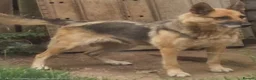 German Shepherd dogs for sale: German Shepherd Female 3.5 years old - Advert 3