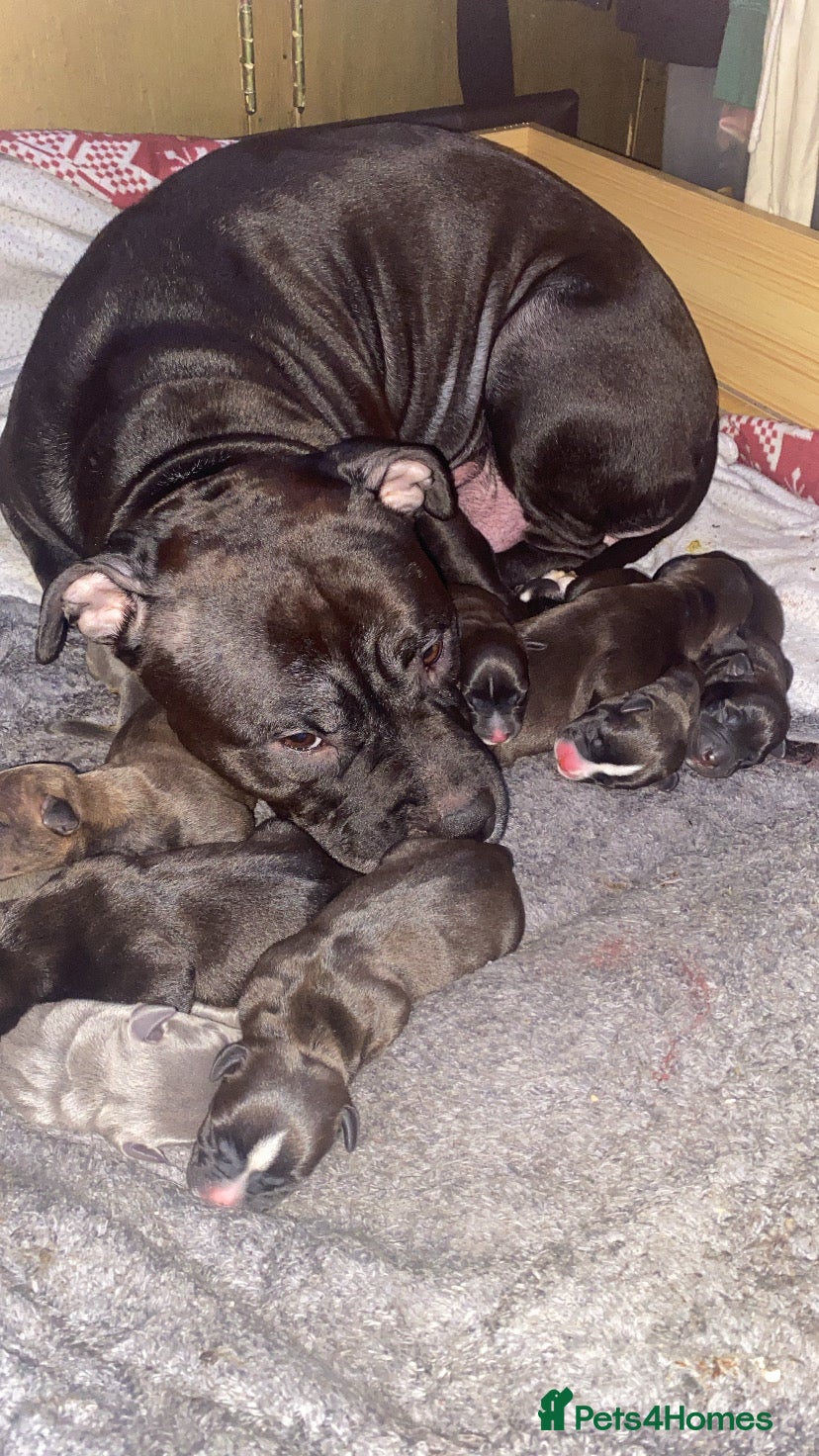 Staffordshire Bull Terrier dogs Beautiful Staffies pups  - Advert 1