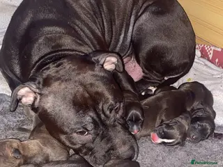 Staffordshire Bull Terrier dogs Beautiful Staffies pups - Advert 1