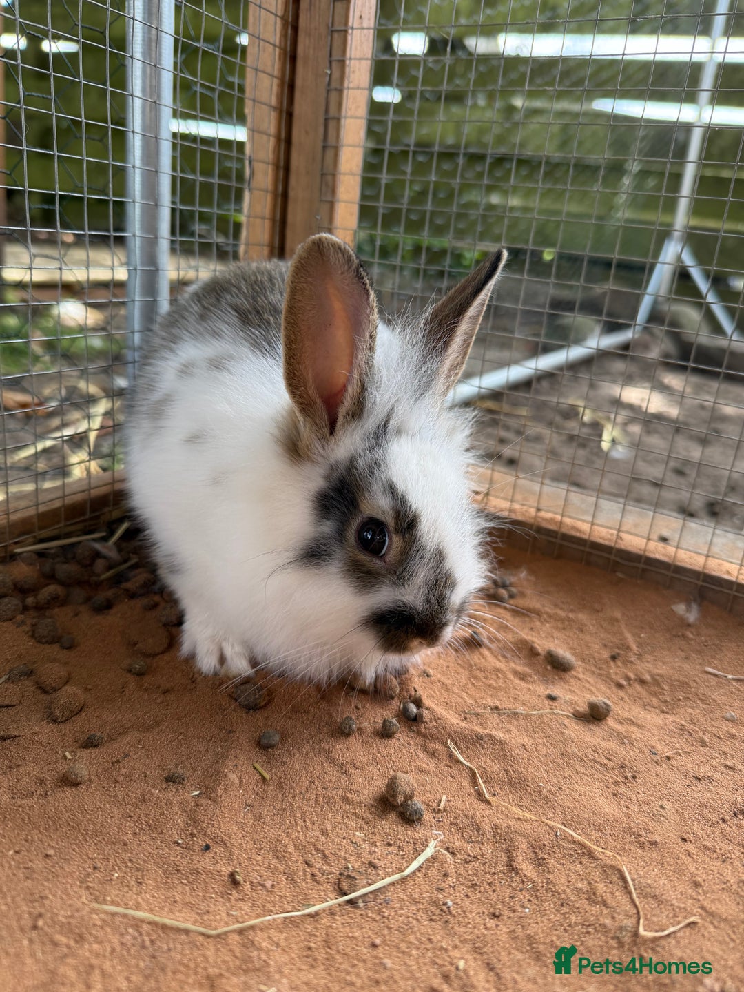 Lionhead rabbits for sale: Lion head cross bunny  - Image 2