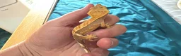 Gecko reptiles for sale: Baby gargoyle geckos and baby cresties lilys etx - Advert 15