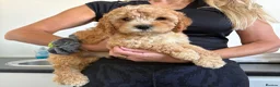 Cockapoo dogs for sale: ✨NOW READY 2 LEFT Golden Cockapoo Puppies✨ - Advert 4
