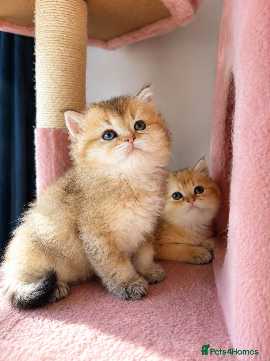 British Shorthair cats looking for a new home !!!! VACCINATED MICROCHIPED - Advert 9
