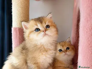 British Shorthair cats looking for a new home !!!! VACCINATED MICROCHIPED - Advert 9