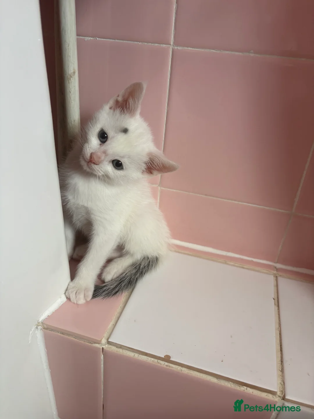 Mixed Breed cats for sale: READY 24th. 5 beautiful, cuddly, playful kittens  - Advert 2