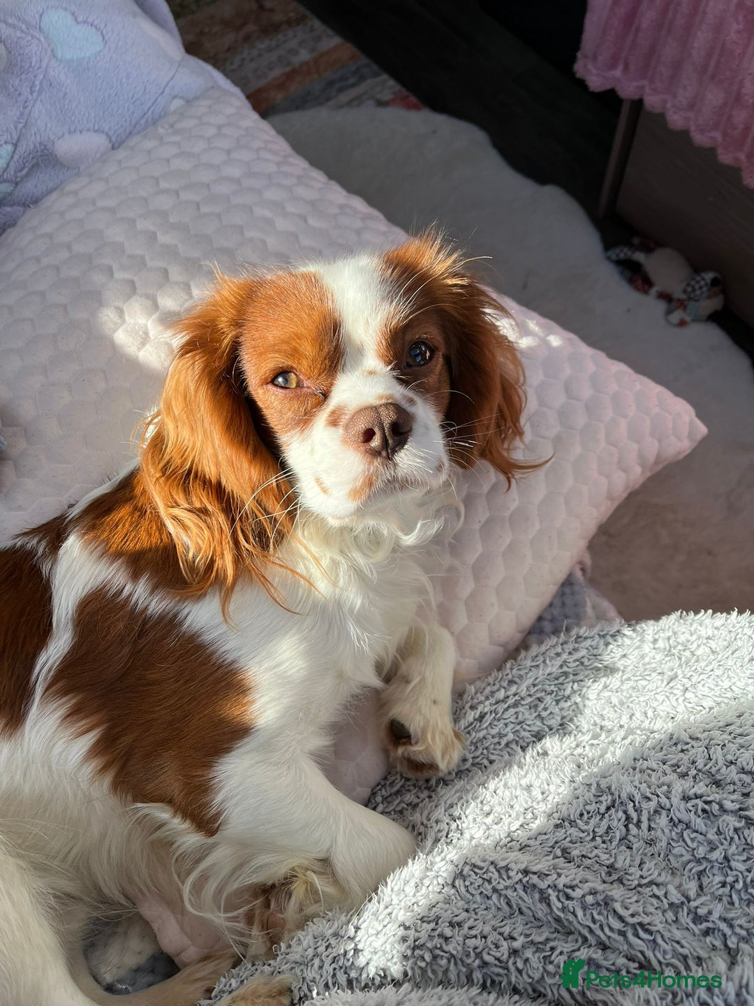 Cavalier King Charles Spaniel dogs for stud: Chocolate KC Health Tested Blenheim Stud - Advert 8