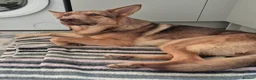 German Shepherd dogs for sale: Stunning female ready now - Advert 1