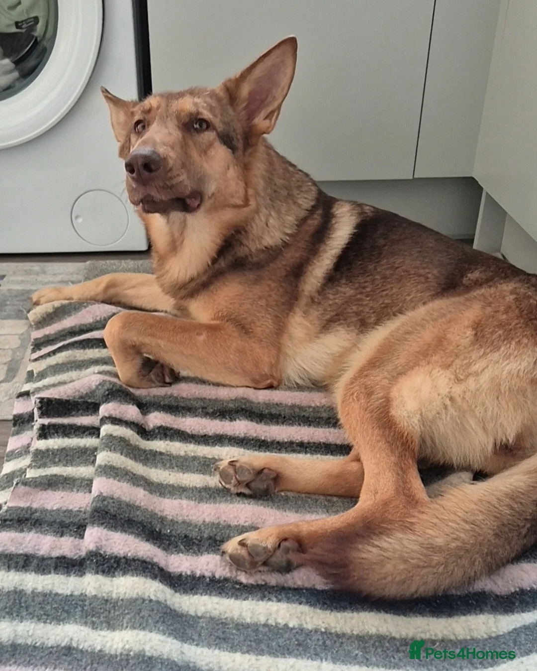 German Shepherd dogs for sale: Stunning female ready now - Advert 1