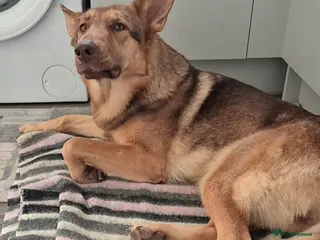 German Shepherd dogs Stunning female ready now - Advert 1
