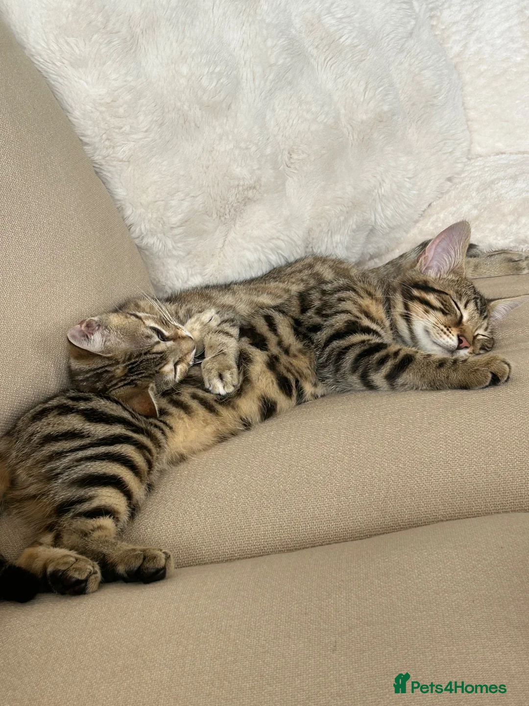 Bengal cats for sale: 2 Bengal kittens  in Coventry - Advert 6