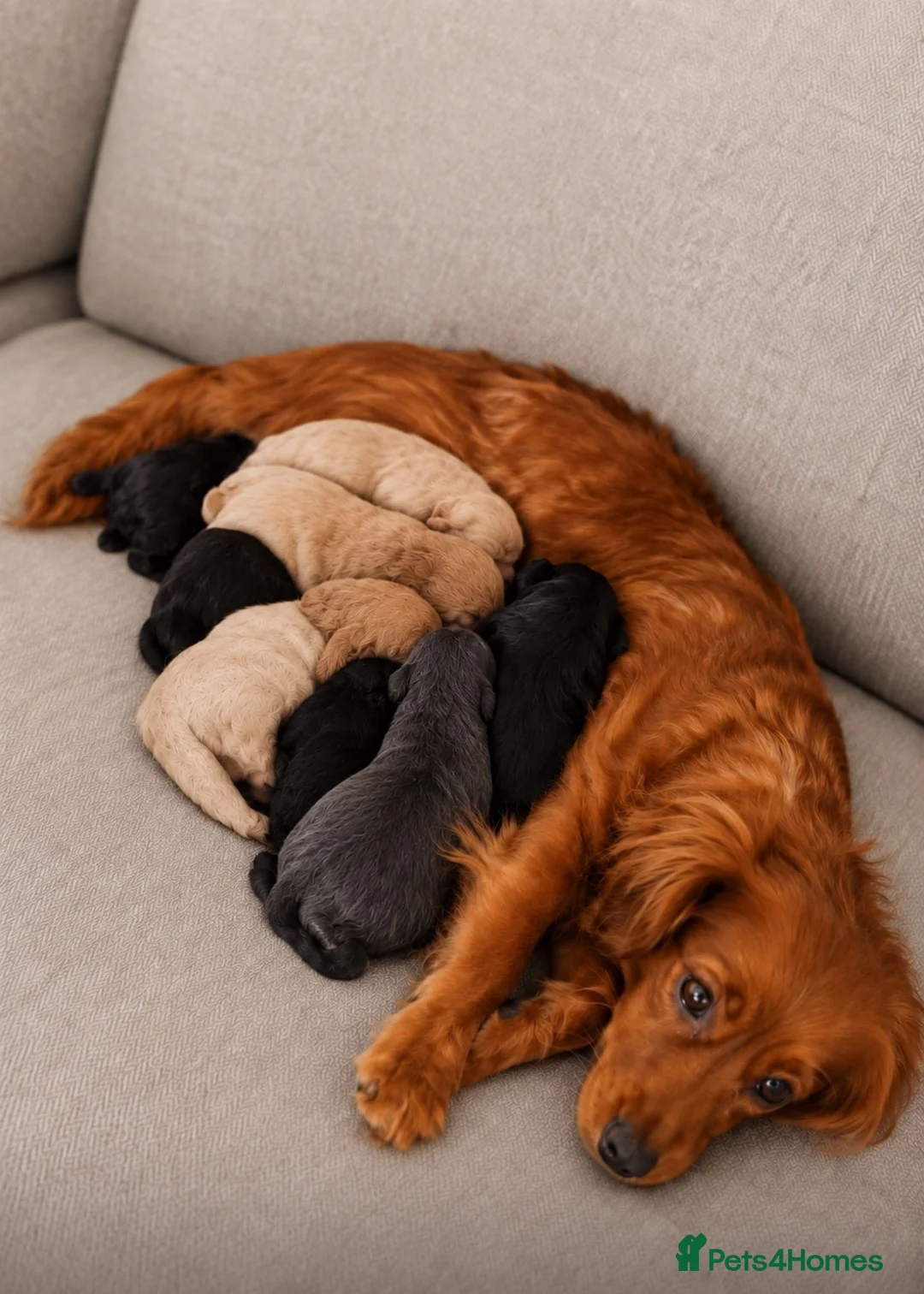 Cockapoo dogs for sale: Lovely cockapoo puppies Merle, apricot, black, red - Advert 2