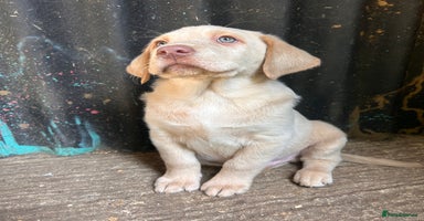 Labrador Retriever dogs - Advert 15