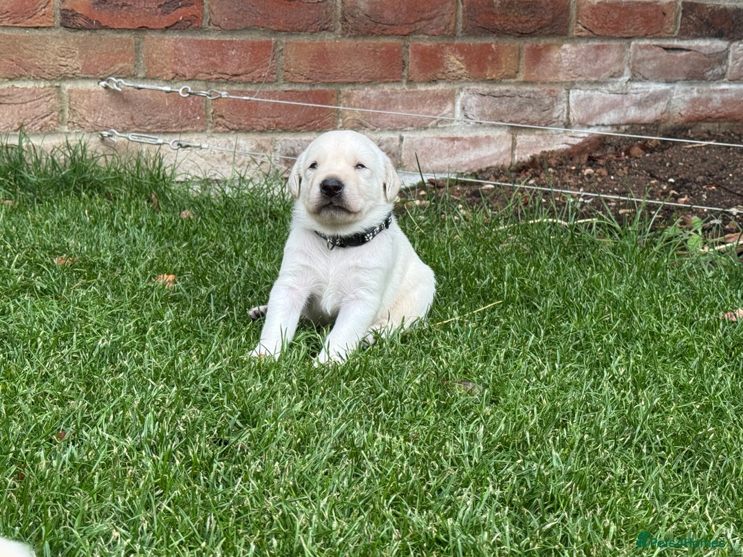 Labrador Retriever dogs for sale: Stunning KC Reg Yellow Labrador Puppies - Image 9