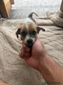 Jack Russell 3 smooth coat girl