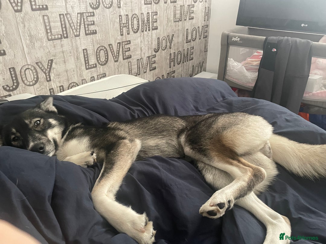 Siberian Husky dogs for sale: Siberian husky  - Image 2