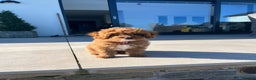 Cavapoo dogs for sale: Top Class Extensively tested Toy Cavapoo pups - Advert 31