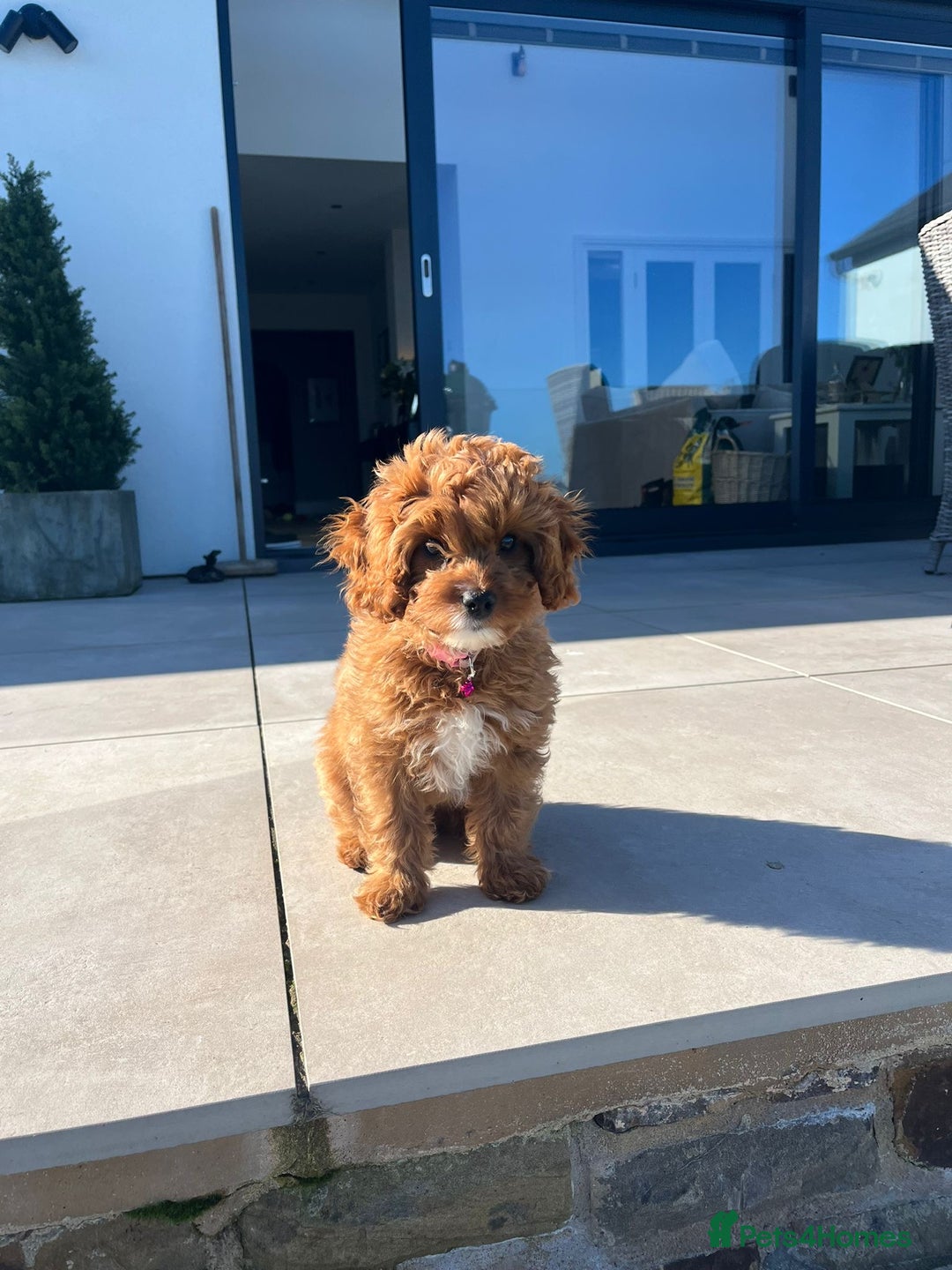 Cavapoo dogs for sale: Top Class Extensively tested Toy Cavapoo pups - Advert 31