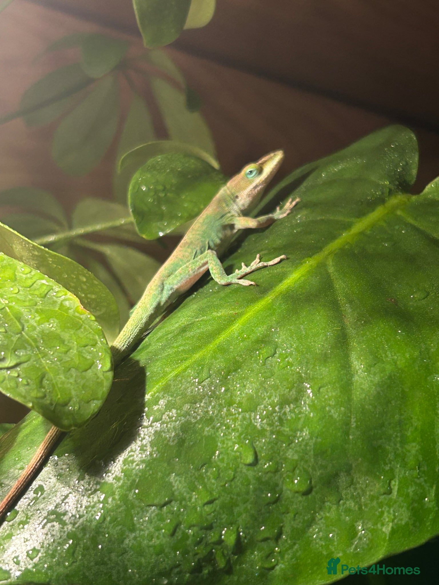 Anole reptiles Female green tree anole  - Advert 1