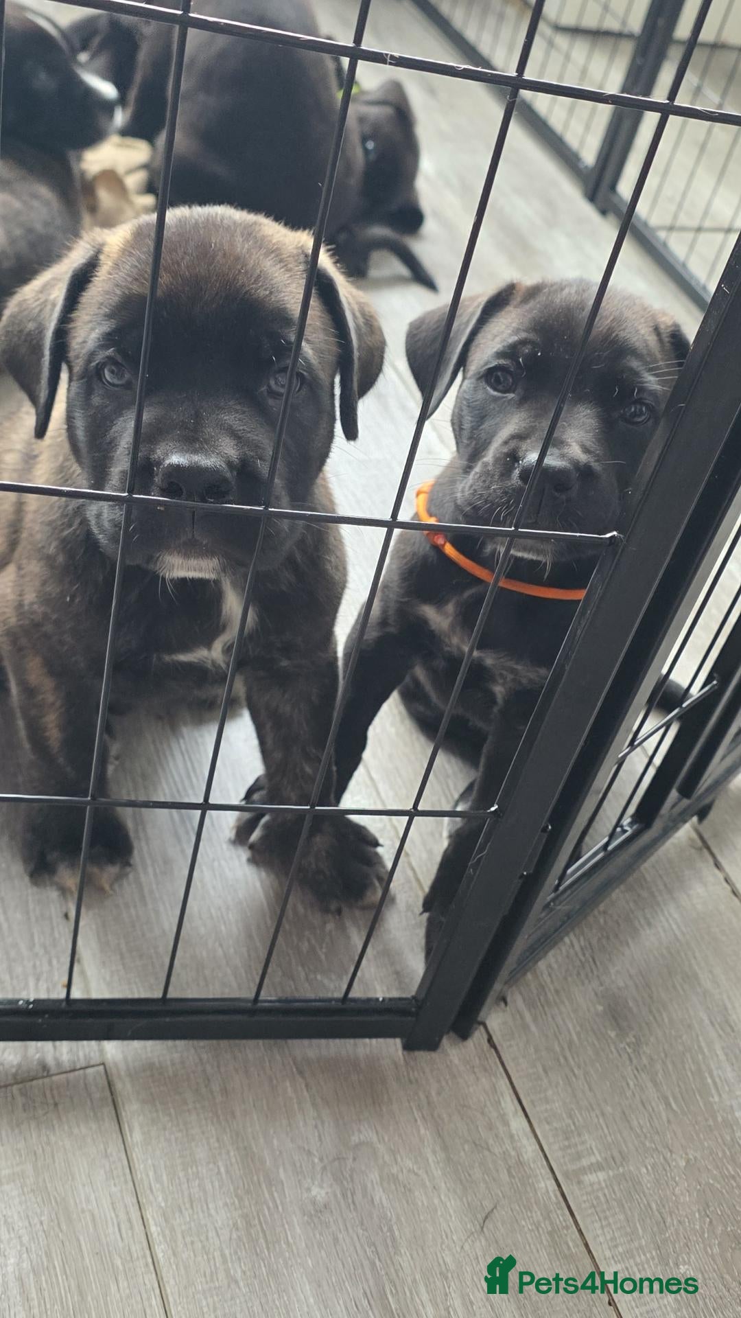 Mixed Breed dogs 8 cane corso x Germanshepard pups for sale - Advert 1