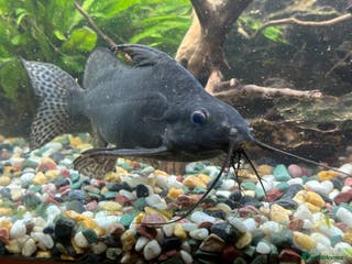 Catfish fish Featherfin Squeakers x2 - Advert 1