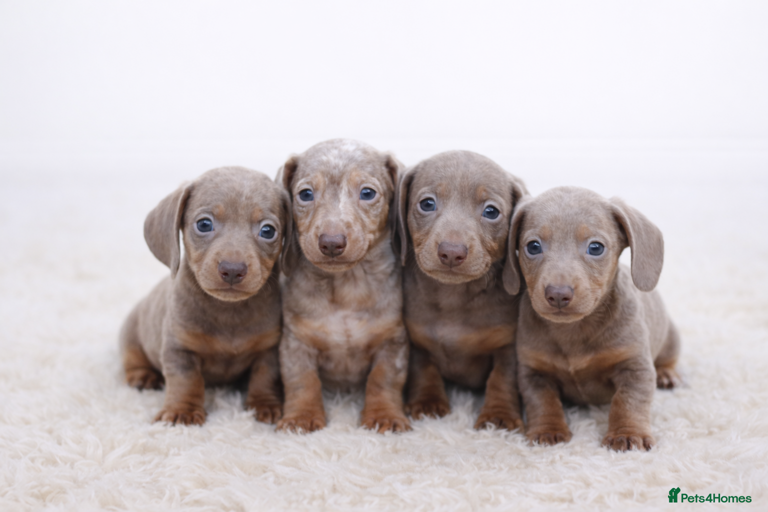 Miniature Dachshund dogs Kc reg-Super tiny miniature dachshund pups - Advert 9