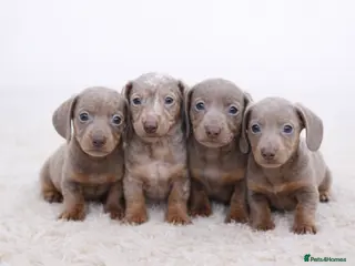 Miniature Dachshund dogs Kc reg-Super tiny miniature dachshund pups - Advert 9