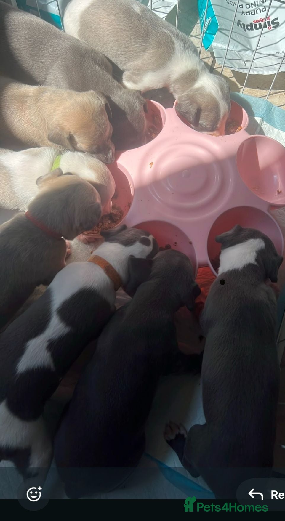 Whippet dogs Beautiful kc puppies not ready for 6 weeks  - Advert 2