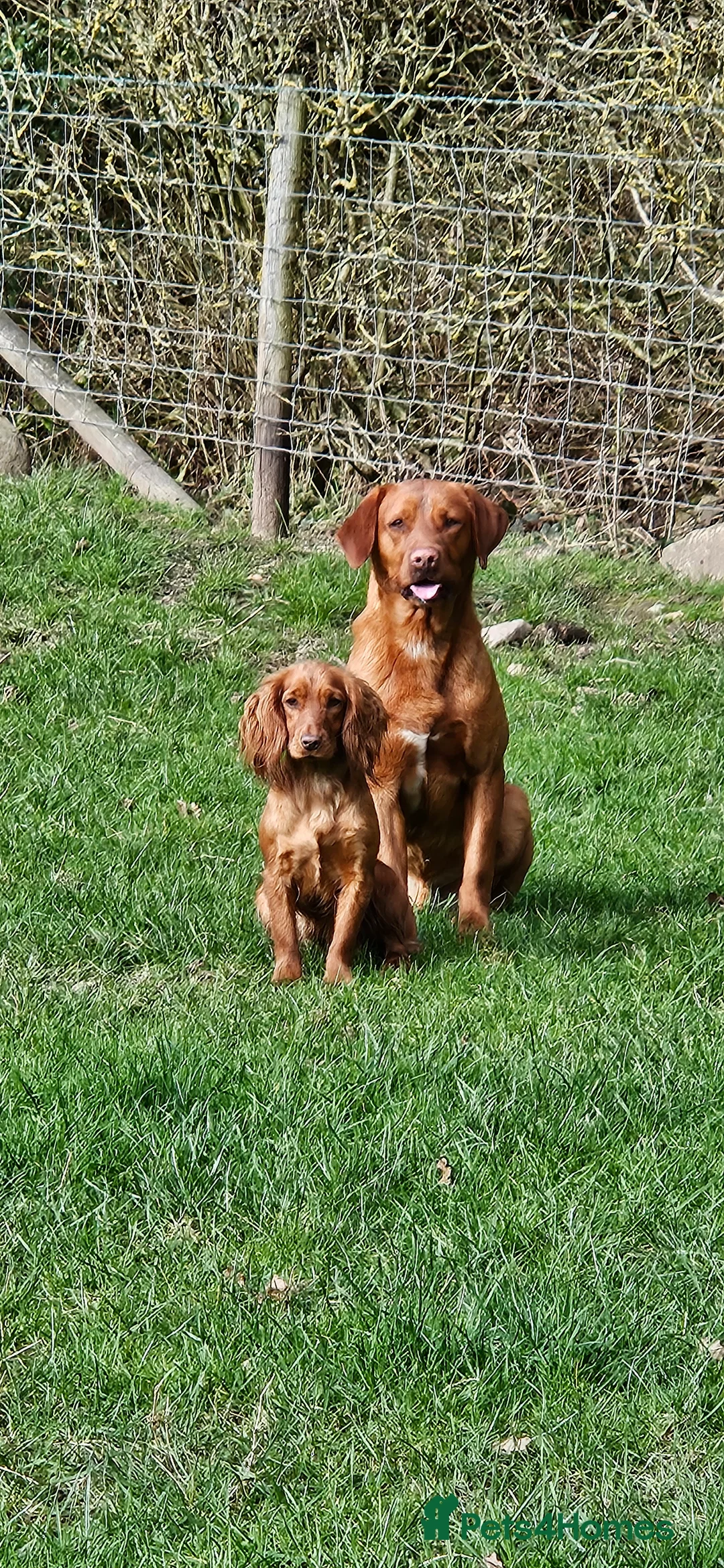 Labrador Retriever dogs for stud: Fox Red Labrador - Fully Health Tested - Advert 2