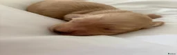 Miniature Dachshund dogs for sale: KC Miniature Long Haired English Cream Dachshunds  - Advert 20