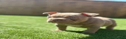 American Bully dogs for sale: Micro exotic female in New Milton - Advert 6