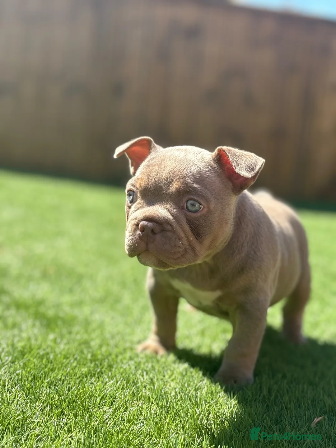 American Bully dogs for sale: 9 week old Micro exotic female - Advert 7