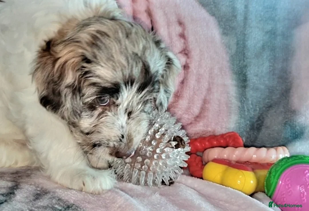 Mixed Breed dogs for sale: STUNNING RARE COLOURS F1B GOLDENDOODLE LITTER - Advert 6