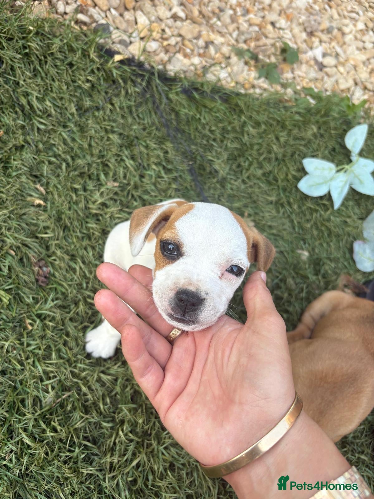 Mixed Breed dogs Jack russel x french bulldog puppy for sale - Advert 2