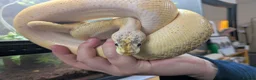 Python Snake reptiles for sale: Last few royals need moving on asap - Advert 4