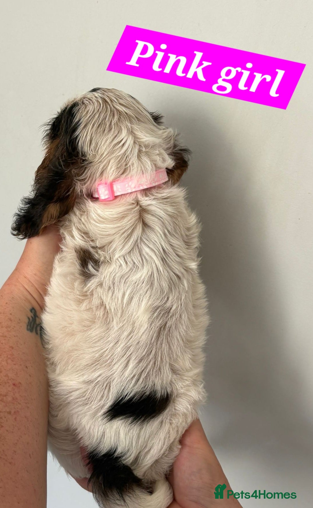 Cocker Spaniel dogs for sale: Show cocker spaniels - Advert 6