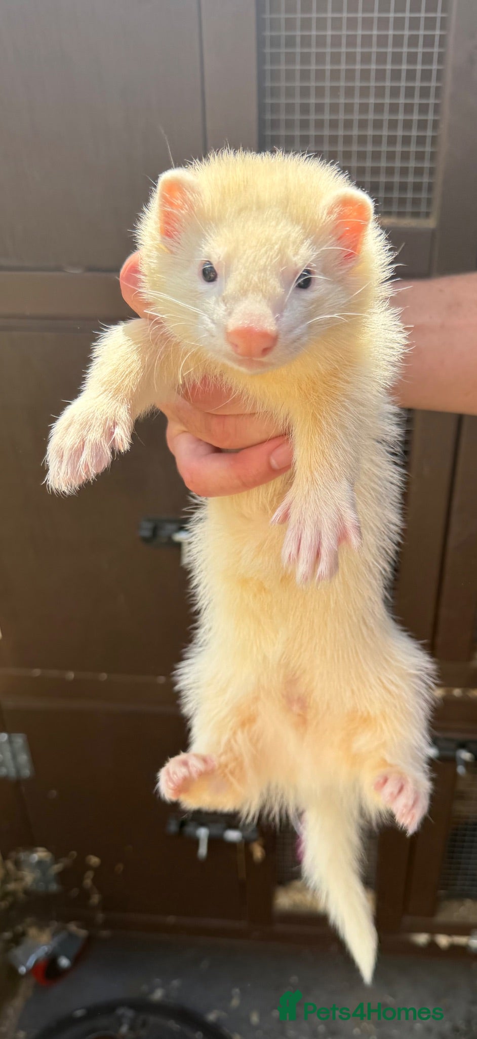 Ferret rodents Working stock ferret kits  - Advert 2