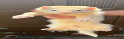 Ferret rodents for sale: Working stock ferret kits  - Advert 1