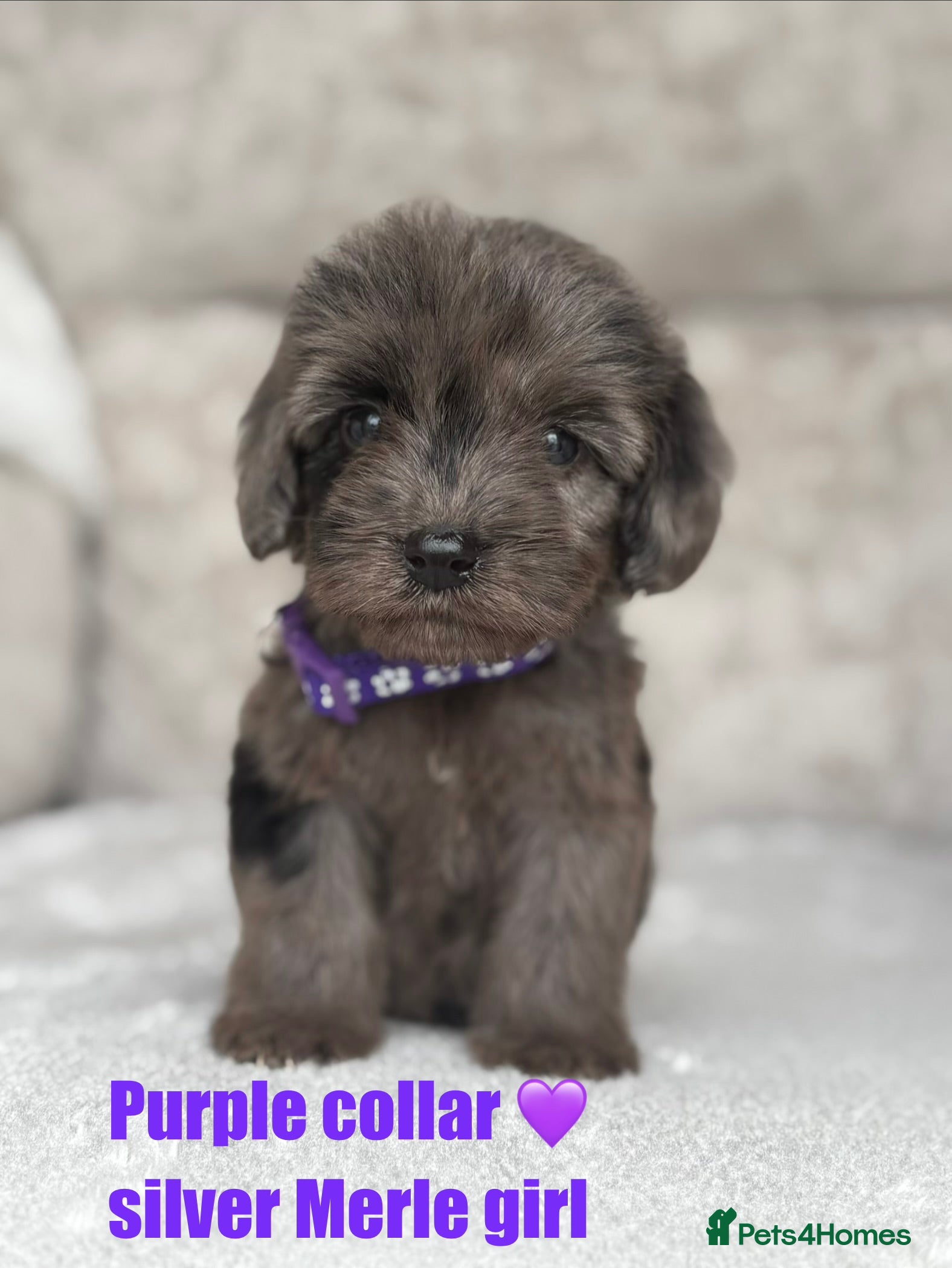 Cockapoo dogs F1 health tested cockapoo puppies - Advert 2