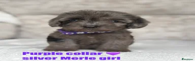 Cockapoo 4