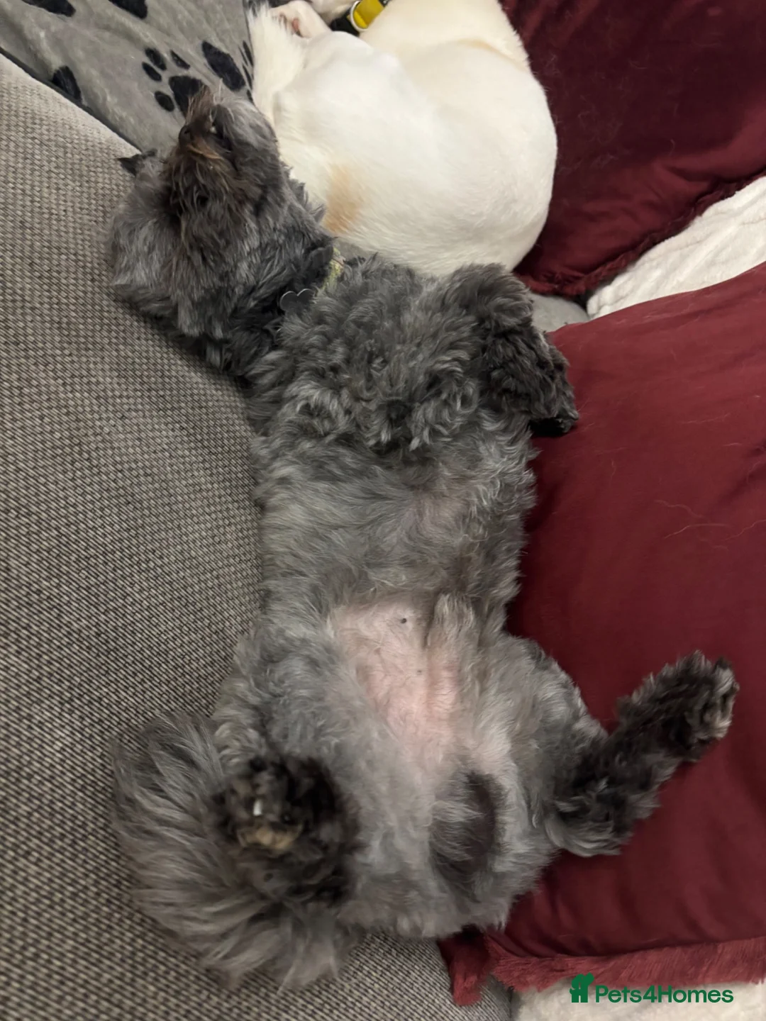 Pugapoo dogs for sale: 4 Year Old Pugapoo  in Bordon - Advert 2