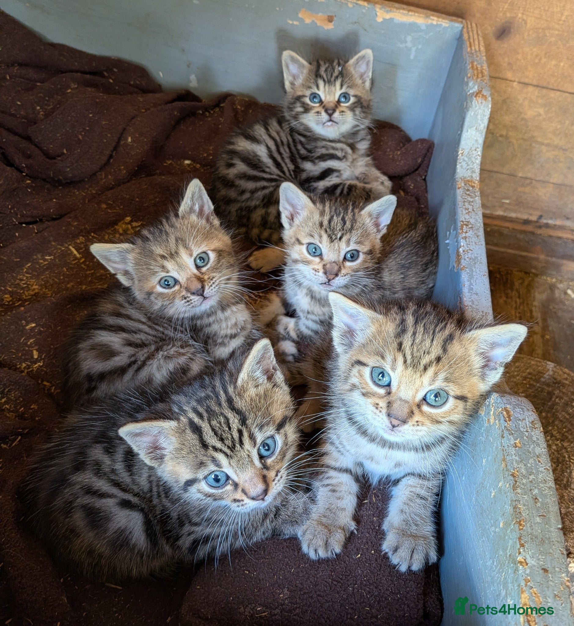 Mixed Breed cats Gorgeous Bengal X Kittens - Advert 1